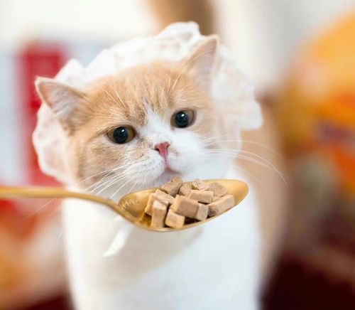 這屆年輕人為何熱衷養寵物？寵物食品市場迎來新機遇